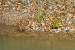 Wir haben einen Teich