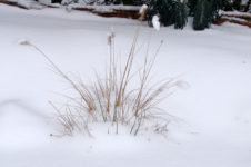 Der Garten versinkt im Schnee