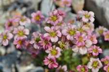 Alles was Blüten hat blüht