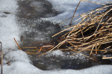 Der Frost geht, der Schnee kommt