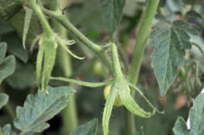 Die ersten Tomaten zeigen sich