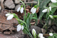 Schneeglöckchen, Weißröckchen