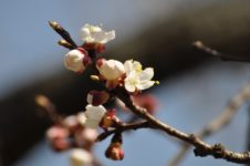 Der Frühling ist erwacht