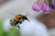 Kleine Hummel, mit Gebrummel