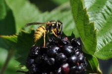 Auch Wespen sind fleißige Bienchen!