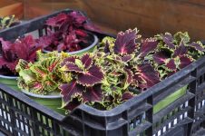 Ein farbenfroher Blickfang - Buntnesseln!