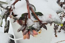 Klirrend kalt und wenig Sonne