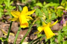 Der Frühling bringt die Sonne zurück