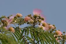 Der Seidenbaum ist erblüht - trotz Hitzewelle